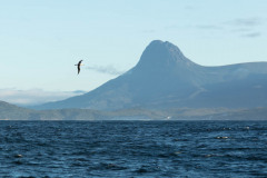 Shy Albatross and Precipitous Bluff