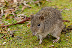 Long-nosed Potoroo, Tasmania