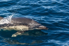 Dolphin off Bruny Island